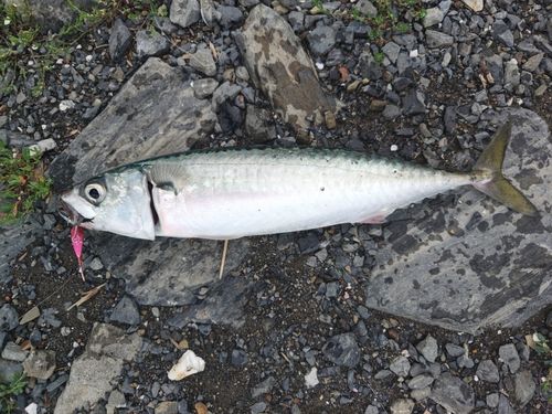 サバの釣果