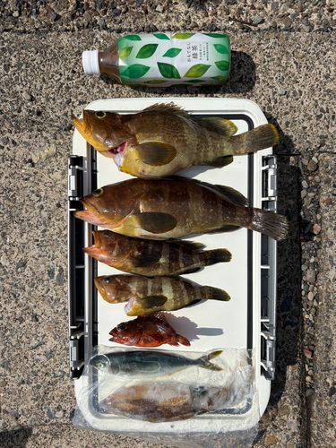 アオハタの釣果