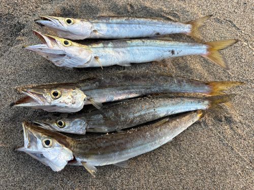 カマスの釣果