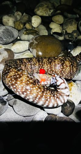 トラウツボの釣果