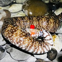 トラウツボ