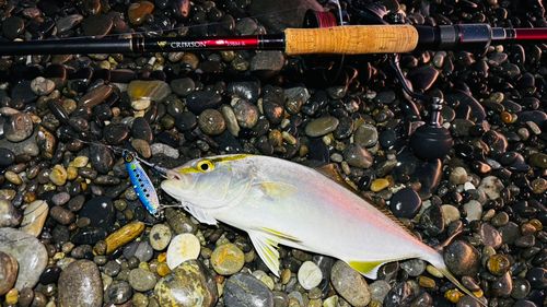 シオの釣果