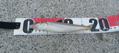 シロギスの釣果