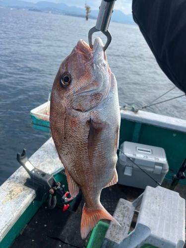 マダイの釣果