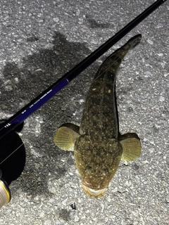 マゴチの釣果