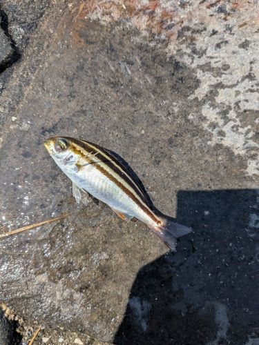 シマイサキの釣果