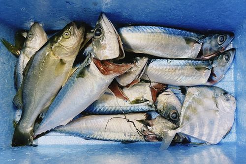 マサバの釣果
