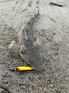 マゴチの釣果