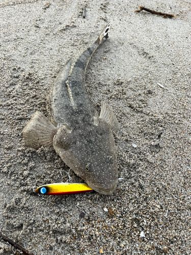 マゴチの釣果