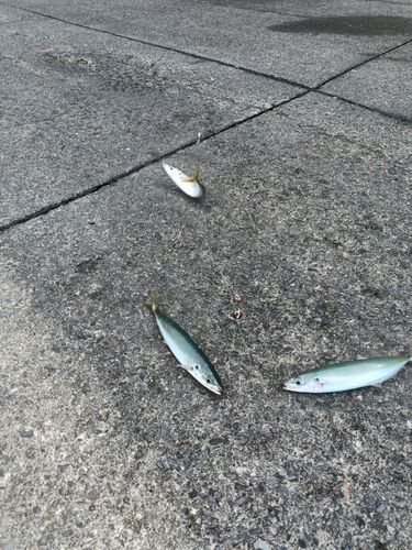 ムロアジの釣果
