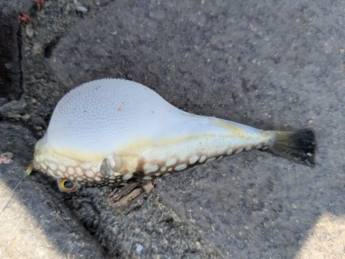 フグの釣果