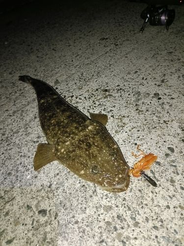 マゴチの釣果
