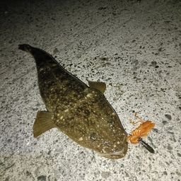 マゴチ