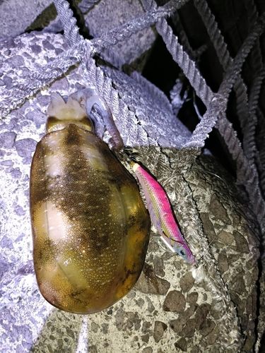 アオリイカの釣果