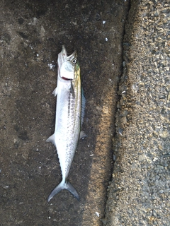 サゴシの釣果