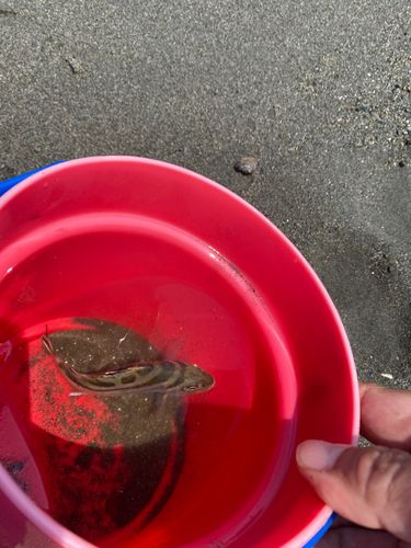 茅ヶ崎ヘッドランド