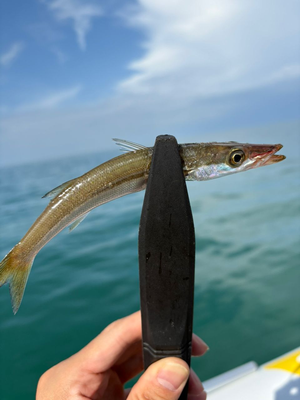 カマス