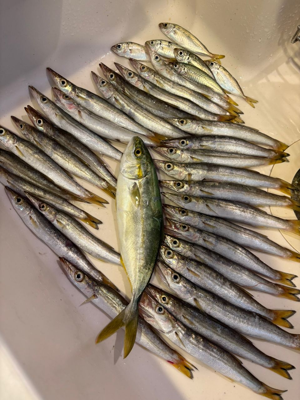 カマス