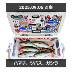 ハマチの釣果