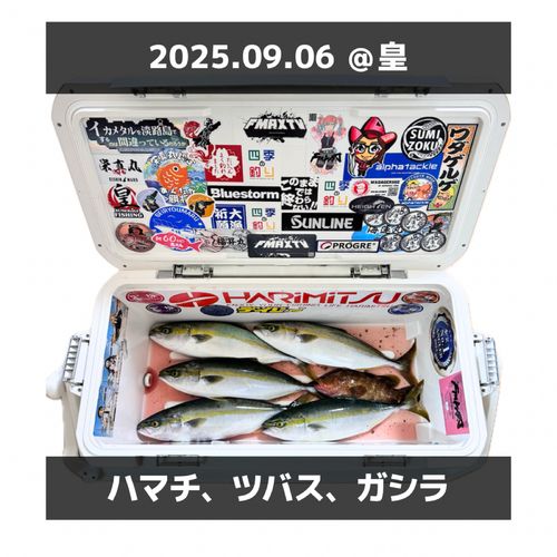 ハマチの釣果