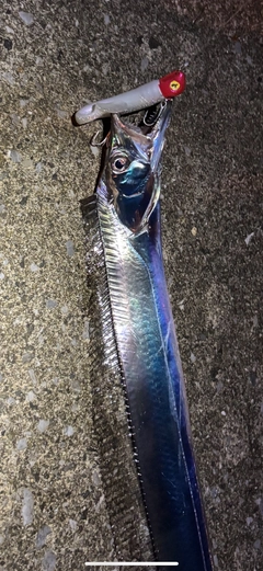 タチウオの釣果