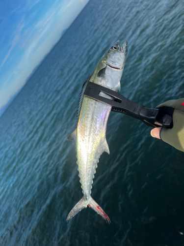 サゴシの釣果