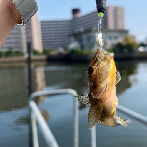 ハゼの釣果