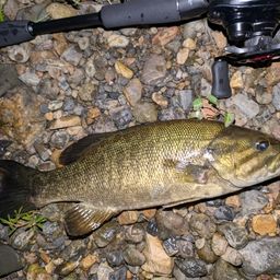 スモールマウスバス