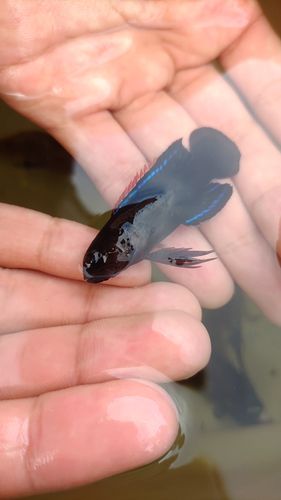 タナバタウオの釣果