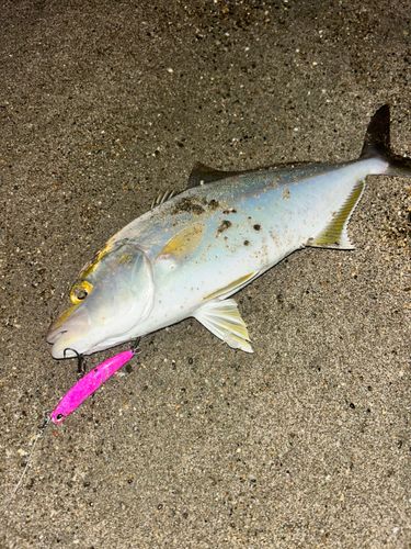 伊良湖サーフ