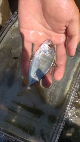 西湘サーフ