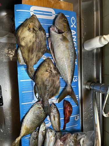 ネリゴの釣果