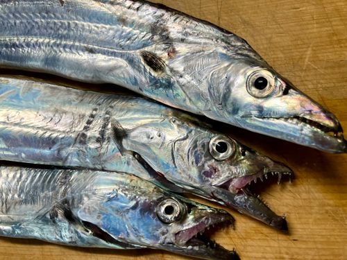 タチウオの釣果