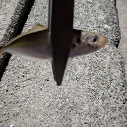 アジ