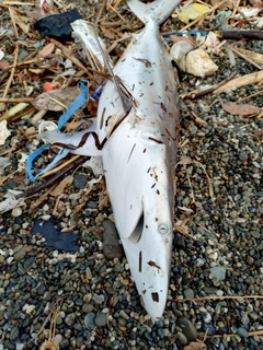 サメの釣果