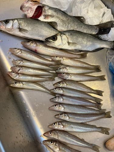 ヒラスズキの釣果