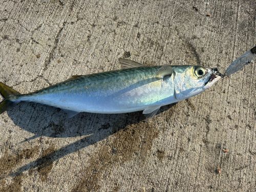 サバの釣果