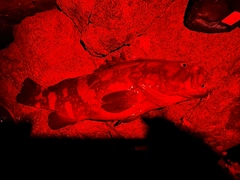 クエの釣果