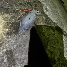 アオリイカ
