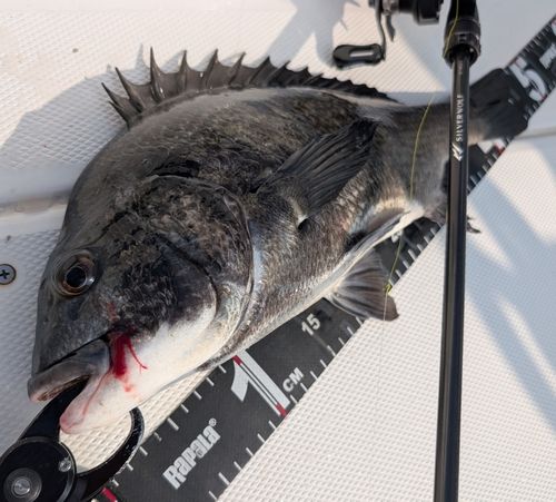 チヌの釣果