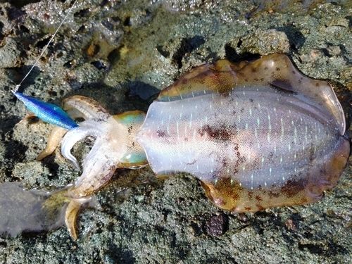 アオリイカの釣果