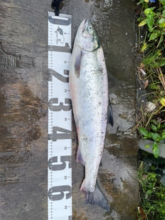 アキアジの釣果