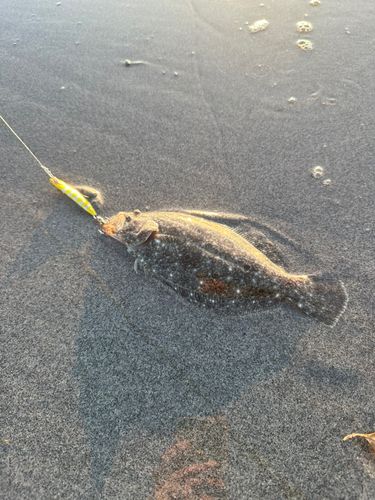 ソゲの釣果