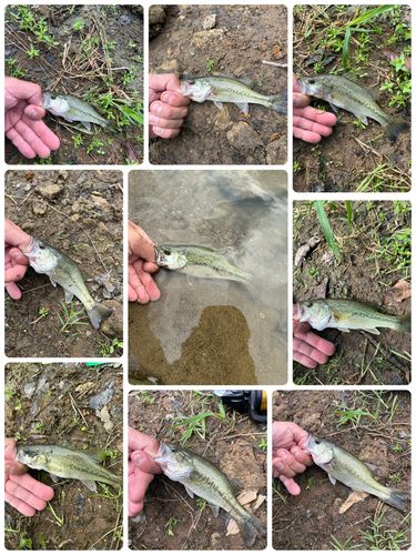 ブラックバスの釣果