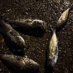 セイゴ（タイリクスズキ）