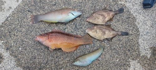 ウマヅラハギの釣果