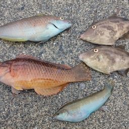 ウマヅラハギ