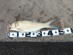 ツバメコノシロの釣果