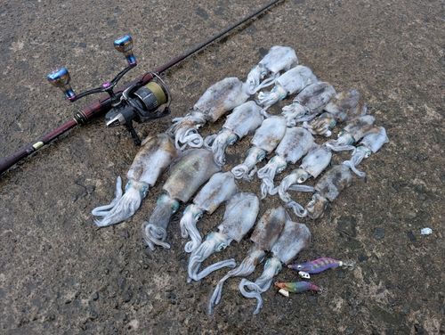 アオリイカの釣果