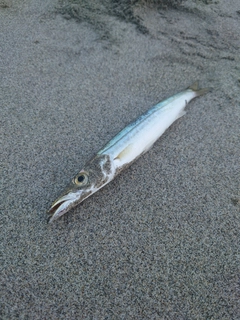アカカマスの釣果